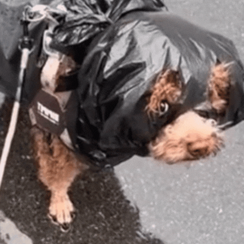 Binbag Benny Profile Picture